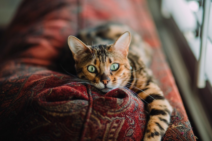 tabby cat - Senior Assisted Living Residential Care Homes in Austin